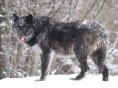 /album/photo-gallery-soorten-wolven/british-columbia-wolf-jpg/